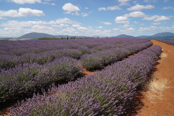 lavender field