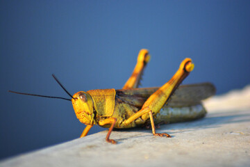 grasshopper on the ground