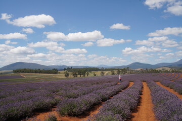 lavender field