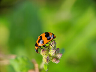 ladybug coccinellidae on green leaves with a blur background