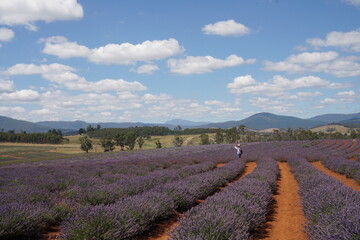 lavender field