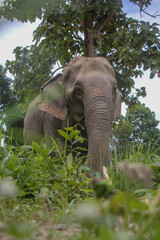 Naklejka premium Thai elephants in the park