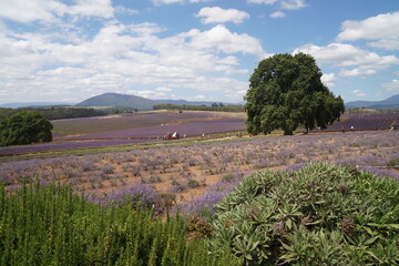 lavender field