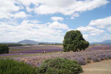 landscape with trees