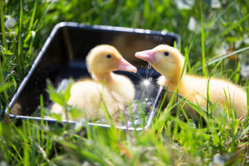 Two yellow ducklings on a background of green grass.