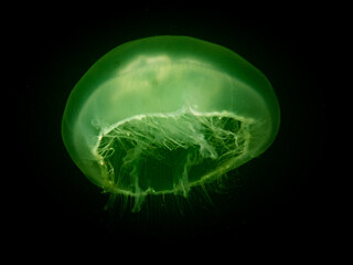 An amazing Jellyfish appears in green isolated in black water. Picture from Oresund, Malmo in southern Sweden. Cold green water.