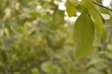 green leaves on a branch