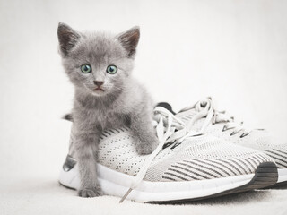 Cute gray kitten lying on gray shoe look at the camera © SerPhoto