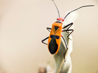 bapak pucung (Pyrrhocoridae) in the tropical nature of yogyakarta