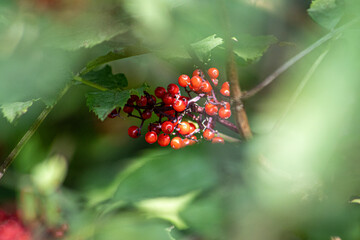 red berries in autumn