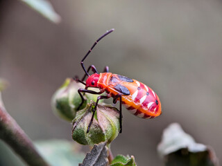 bapak pucung (Pyrrhocoridae) in the tropical nature of yogyakarta