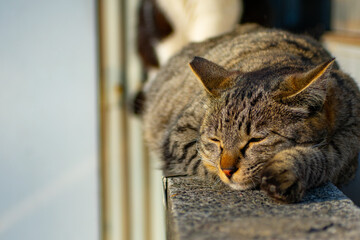 塀の上で昼寝をしている野良猫