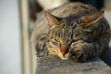 塀の上でくつろいでいる野良猫