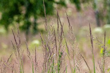 grass on the field