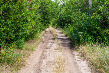 Crooked road in the village through green trees