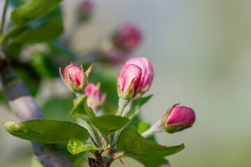 Obraz na płótnie Canvas Apple tree in an orchard.
