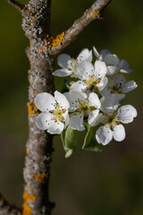 Flowering branch of pear.