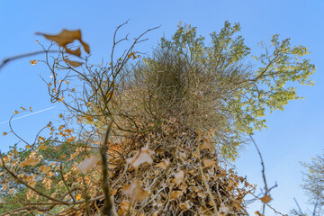 Big blue clear sky and dry trees