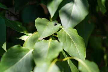 A closeup picture of a fly on a green leaf. Blurry green leaves background Can be used as Illustration background, fresh, concept