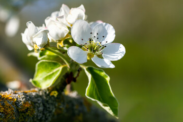 Flowering branch of pear.