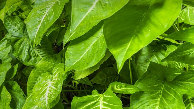 Footage 4k Hyperlapse, Fresh green leaves on a tree sway in the wind, Beautiful background pattern of green leaves, Lush foliage, greenery in a paradise garden. Abstract natural dark green jungle.