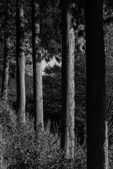 Trees (European spruce) in black and white