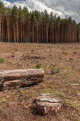 Deforestation, forest destruction. Cut down pine tree in the forest area