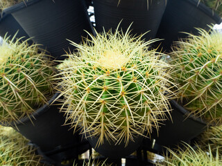 Close up shot on the spine of cactus