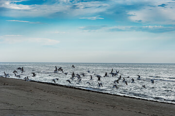 Baltic sea with seagulls.