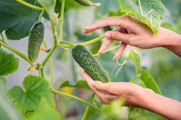 Graceful hands hold a green cucumber that grows on a branch in a greenhouse. Harvesting in the vegetable garden in summer.