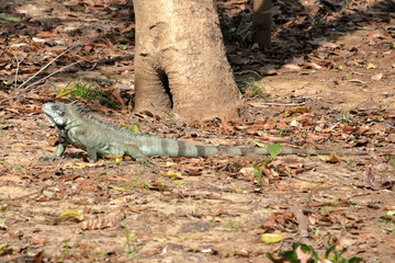Green iguana in the Brazilian Pantanal