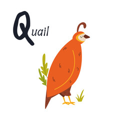 Funny image of a quail and letter Q. Zoo alphabet collection.