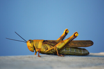 grasshopper on the ground