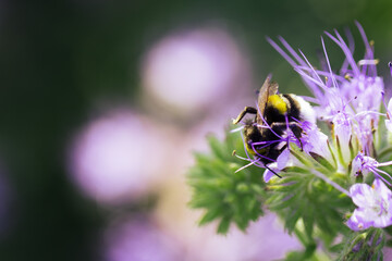 Hummel auf Phacelia Pflanze