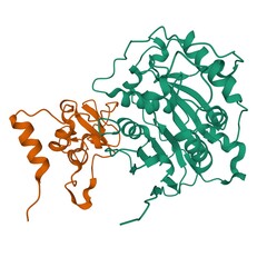 Crystal structure of SARS-CoV-2 nsp16 (green)-nsp10 (brown) complex, 3D cartoon model, white background