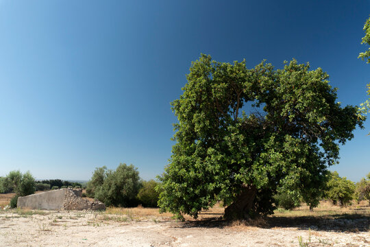 Sicilian almond tree in Noto