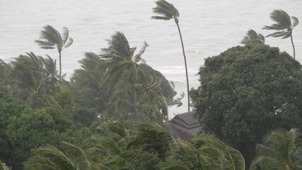 Pabuk typhoon, ocean sea shore, Thailand. Natural disaster, eyewall hurricane. Strong extreme cyclone wind sways palm trees. Tropical flooding rain season, heavy tropical storm weather, thunderstorm © Dogora Sun
