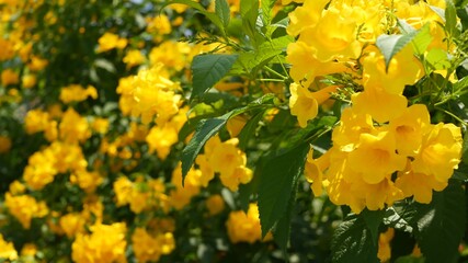 Beautiful yellow flowers in bunches on the branches of a bush. Natural floral background. Spring mood, sunny and bright contrast of colors, tropical exotic plants with green leaves from paradise.