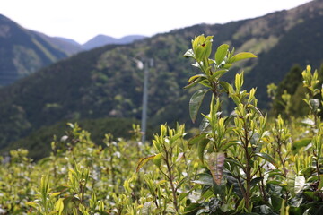 岐阜のマチュピチュ