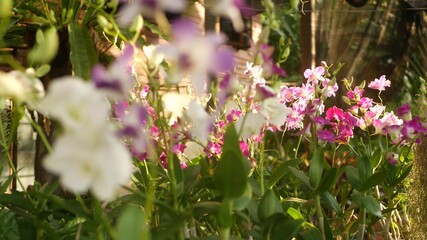 Beautiful lilac purple and magenta orchids growing on blurred background of green park. Close up macro tropical petals in spring garden among sunny rays. Exotic delicate floral blossom with copy space