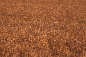 Fototapeta premium Weizenfeld im Sommer