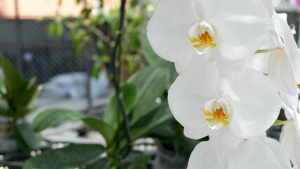 Delicate white elegant orchid flowers with yellow centers in sunlight. Close up macro of tropical petals in spring garden. Abstract natural exotic background with copy space. Floral blossom pattern.