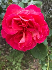 Rose rouge 4