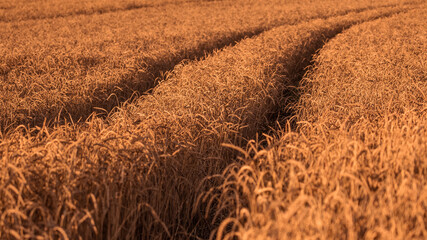 Weizenfeld im Sommer