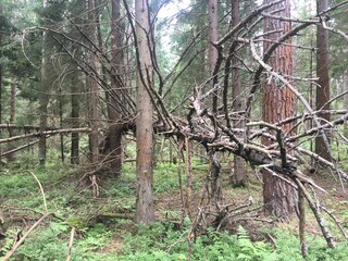 Поваленное сухое дерево в непроходимом лесу