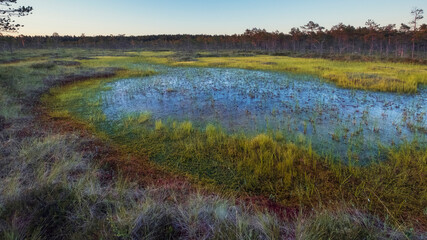 Northern swamp landscape. Small lake in the form of an eye in a bog