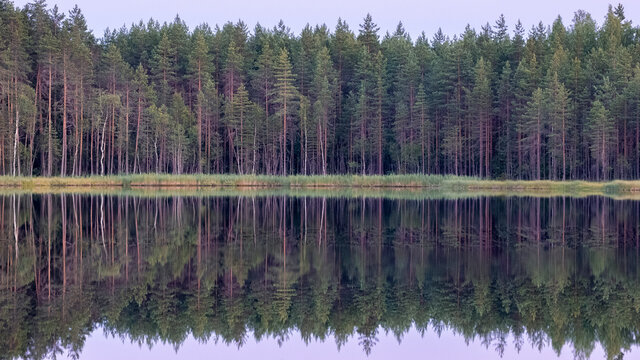 Reflection of trees in a forest lake at sunset as a symbol of tranquility and balance. © Lana Kray