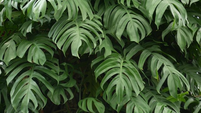 Juicy exotic tropical monstera leaves texture backdrop, copyspace. Lush foliage, greenery in paradise garden. Abstract natural dark green jungle vegetation background pattern, wild summer rain forest. © Dogora Sun
