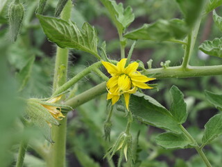 Tomato flowers on seedlings in the garden on a summer day