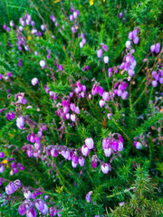 Obraz premium Heather in summer in Valle del Curro. Port of Las Estacas de Trueba. Pasiegos Valleys. Merindades region. Burgos province. Community of Castilla y León. Spain, Europe